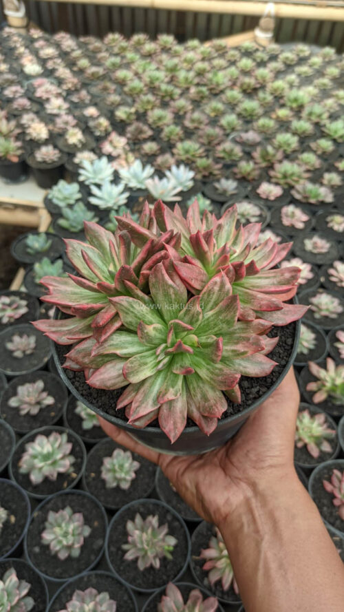 Echeveria Red Prince Mutation Cluster, real gallery image #2 plants. Picture taken directly from kaktus.id community Echeveria farmer green houses.