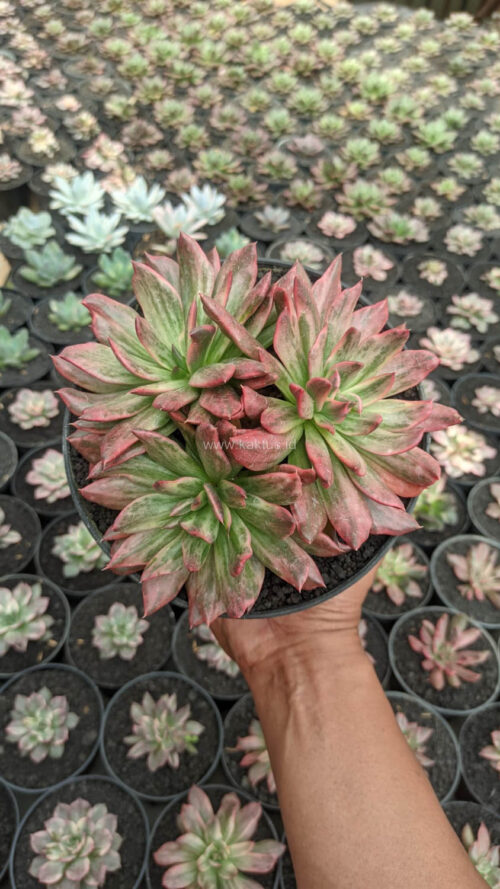 Echeveria Red Prince Mutation Cluster, real gallery image #3 plants. Picture taken directly from kaktus.id community Echeveria farmer green houses.