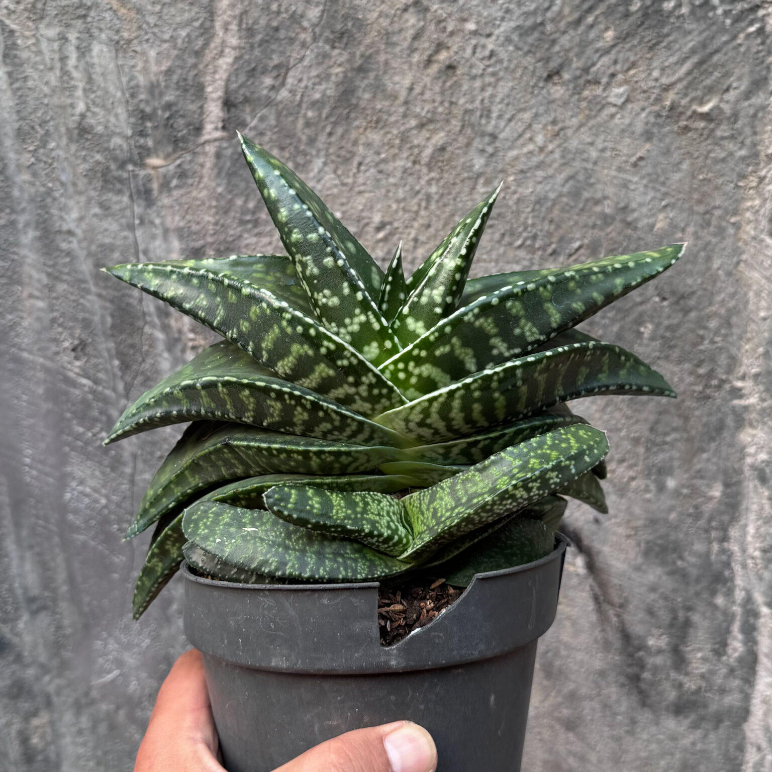 Gasteria Tiger Spot Size 22 Cm, real gallery image #3 plants. Picture taken directly from kaktus.id community Gasteria farmer green houses.