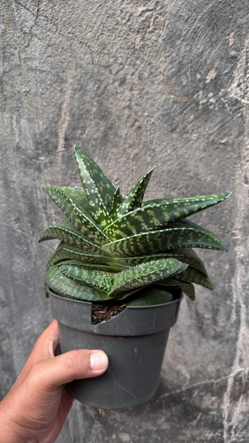 Gasteria Tiger Spot Size 22 Cm, real gallery image #2 plants. Picture taken directly from kaktus.id community Gasteria farmer green houses.