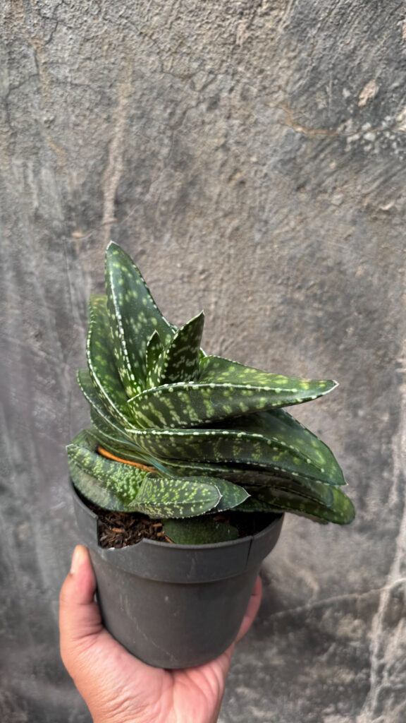 kaktus.id