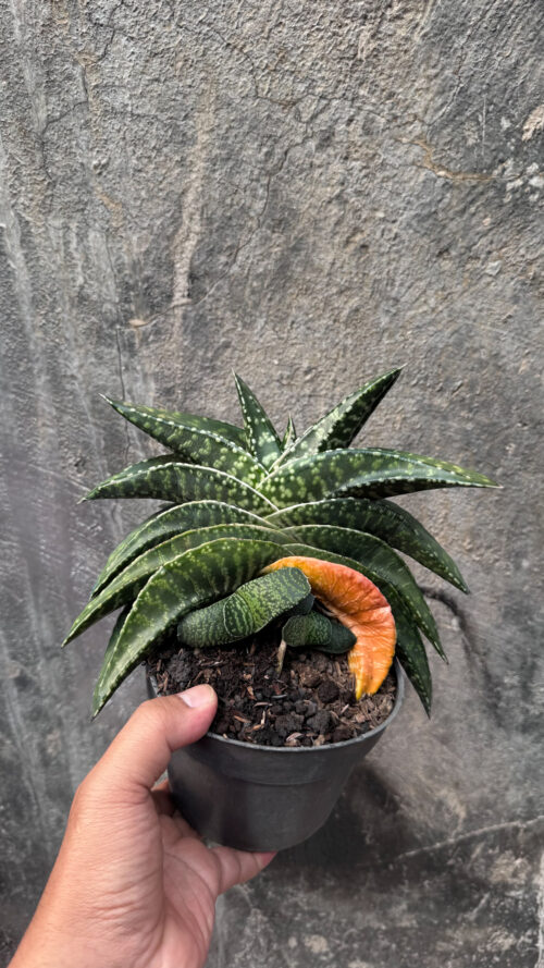Gasteria Tiger Spot Size 22 Cm, real gallery image #4 plants. Picture taken directly from kaktus.id community Gasteria farmer green houses.