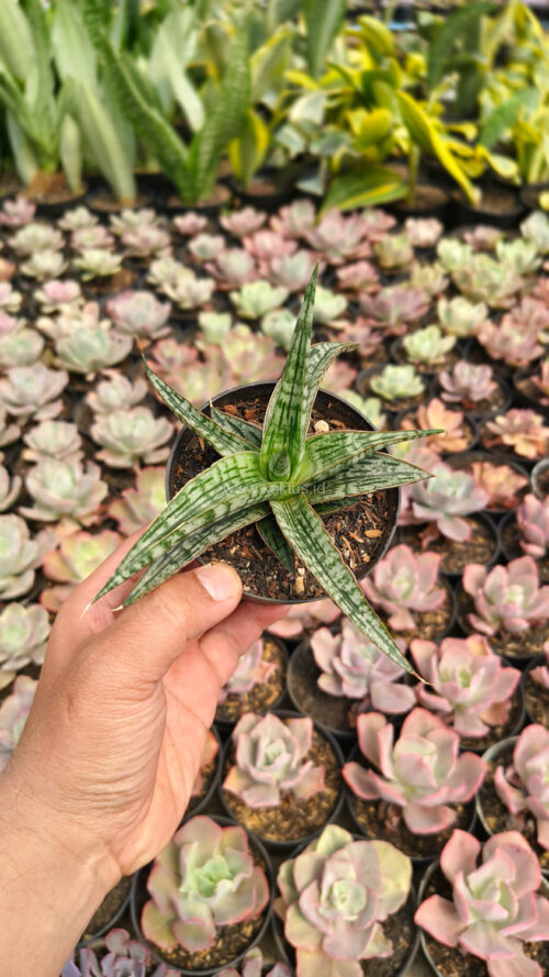 Sansevieria Phenomenal, real gallery image #1 plants. Picture taken directly from kaktus.id community Sansevieria farmer green houses.