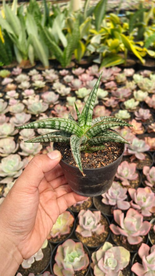 Sansevieria Phenomenal, real gallery image #9 plants. Picture taken directly from kaktus.id community Sansevieria farmer green houses.