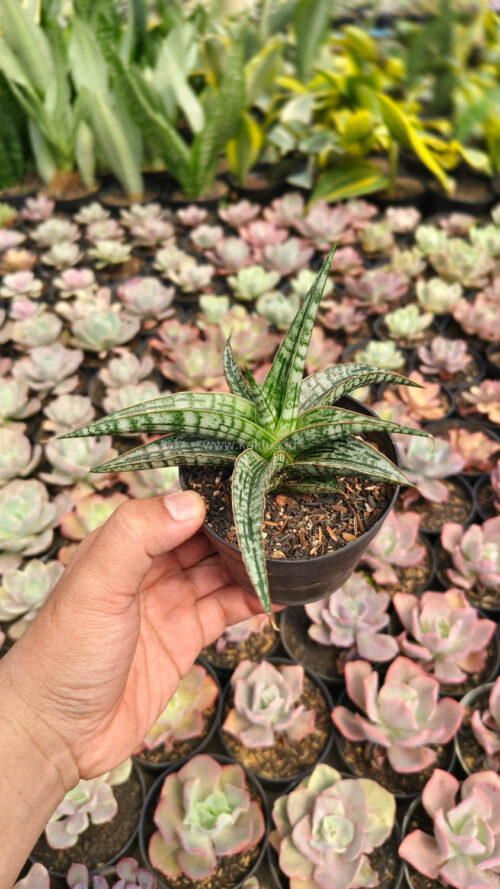 Sansevieria Phenomenal, real gallery image #2 plants. Picture taken directly from kaktus.id community Sansevieria farmer green houses.