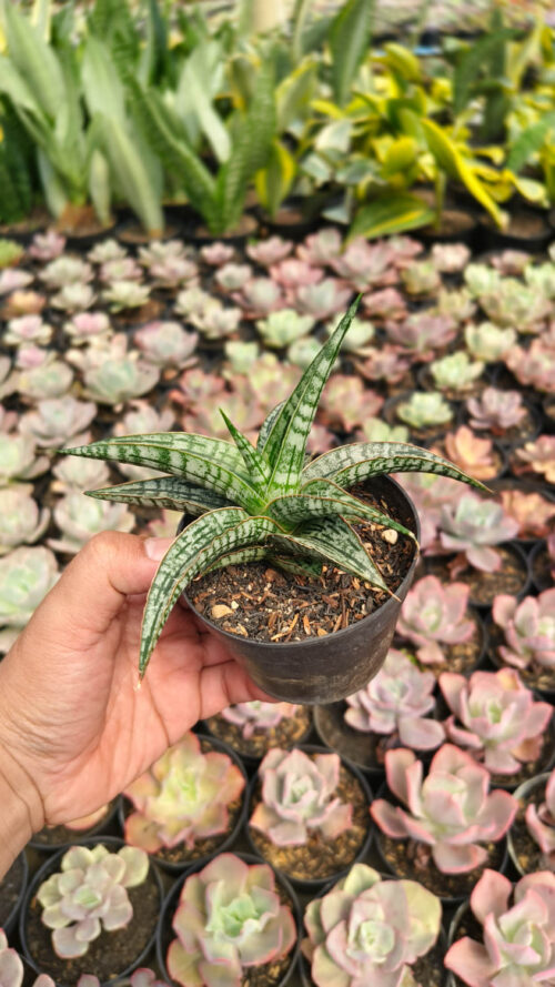 Sansevieria Phenomenal, real gallery image #3 plants. Picture taken directly from kaktus.id community Sansevieria farmer green houses.