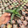 Sansevieria Phenomenal, real feature image plant. Picture taken directly from kaktus.id community Sansevieria farmer green houses.