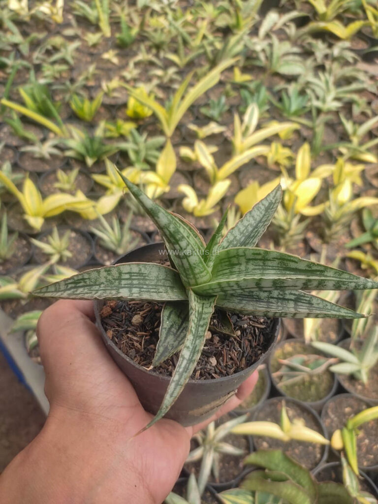 kaktus.id