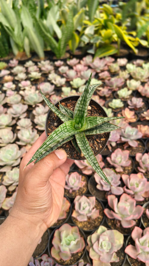 Sansevieria Phenomenal, real gallery image #4 plants. Picture taken directly from kaktus.id community Sansevieria farmer green houses.