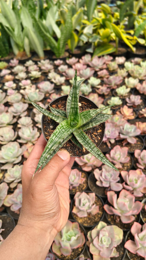 Sansevieria Phenomenal, real gallery image #5 plants. Picture taken directly from kaktus.id community Sansevieria farmer green houses.