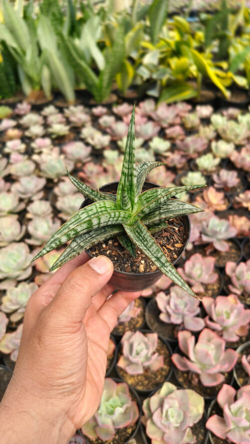 Sansevieria Phenomenal, real gallery image #6 plants. Picture taken directly from kaktus.id community Sansevieria farmer green houses.