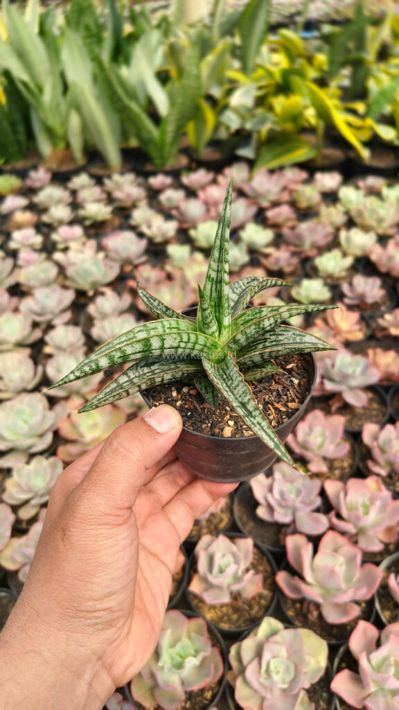 kaktus.id