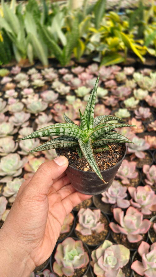 Sansevieria Phenomenal, real gallery image #8 plants. Picture taken directly from kaktus.id community Sansevieria farmer green houses.
