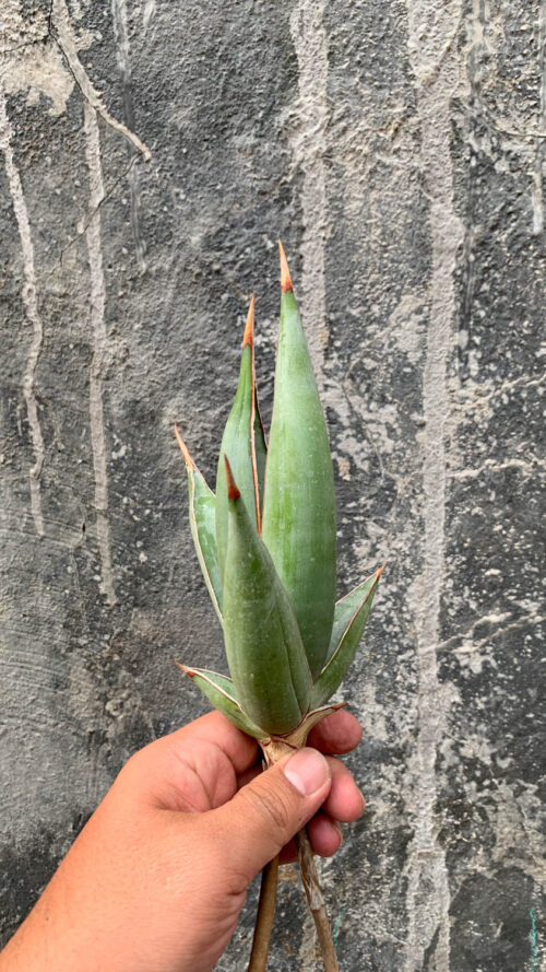 Sansevieria Pinguicula Disticha, real gallery image #10 plants. Picture taken directly from kaktus.id community Sansevieria farmer green houses.