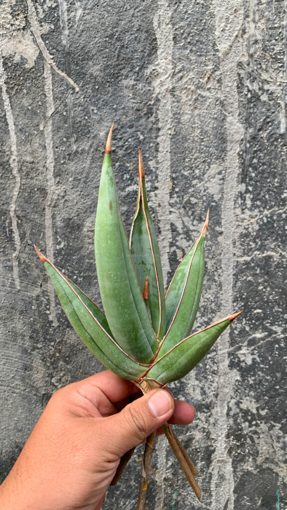 kaktus.id