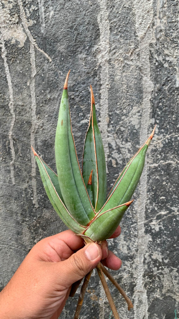 kaktus.id