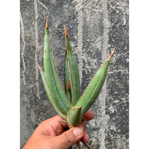 Sansevieria Pinguicula Disticha, real gallery image #7 plants. Picture taken directly from kaktus.id community Sansevieria farmer green houses.
