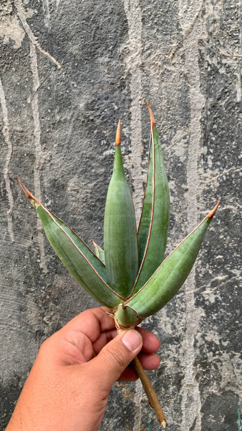 Sansevieria Pinguicula Disticha, real gallery image #9 plants. Picture taken directly from kaktus.id community Sansevieria farmer green houses.