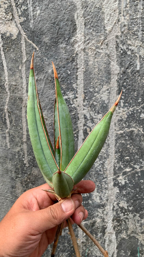 Sansevieria Pinguicula Disticha, real gallery image #5 plants. Picture taken directly from kaktus.id community Sansevieria farmer green houses.