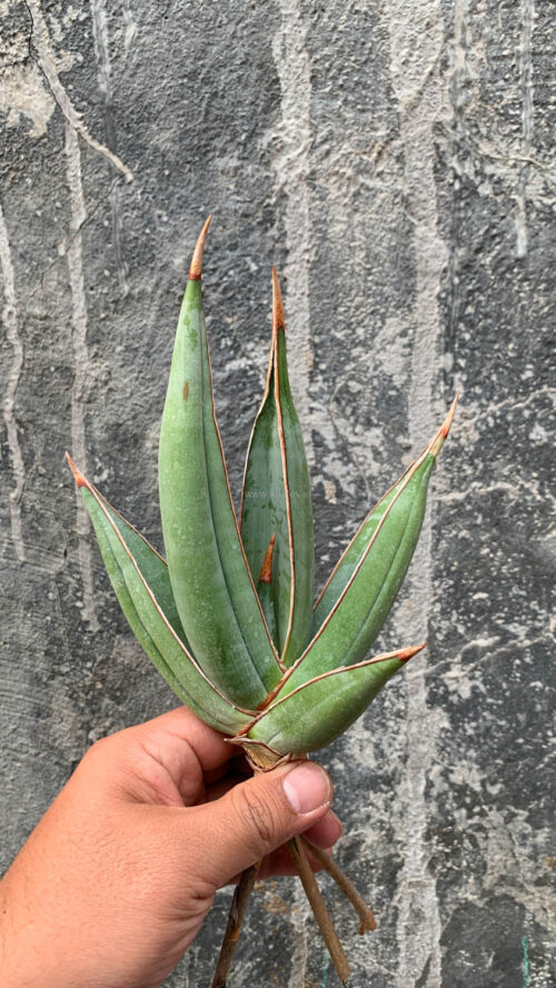 Sansevieria Pinguicula Disticha, real gallery image #3 plants. Picture taken directly from kaktus.id community Sansevieria farmer green houses.