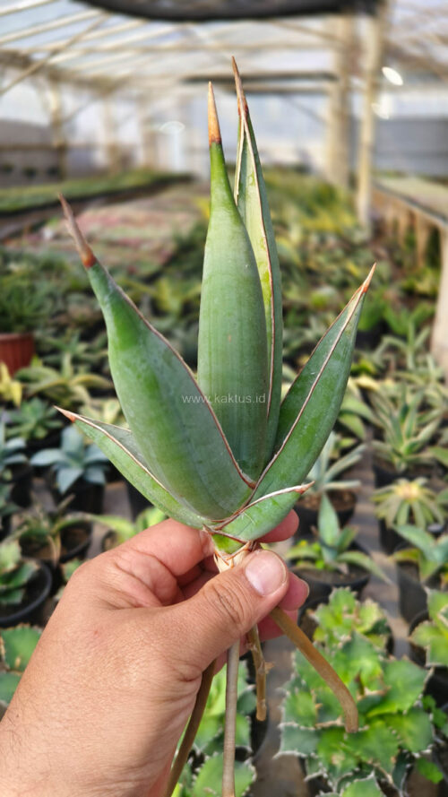 Sansevieria Pinguicula Disticha, real gallery image #4 plants. Picture taken directly from kaktus.id community Sansevieria farmer green houses.