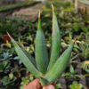 Sansevieria Pinguicula Disticha, real feature image plant. Picture taken directly from kaktus.id community Sansevieria farmer green houses.