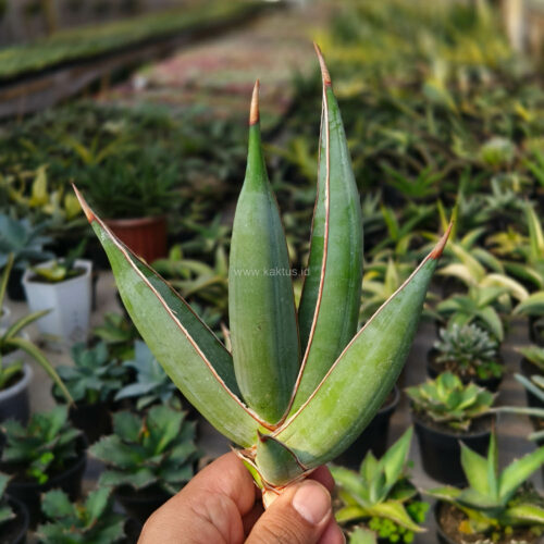 Sansevieria Pinguicula Disticha, real gallery image #6 plants. Picture taken directly from kaktus.id community Sansevieria farmer green houses.