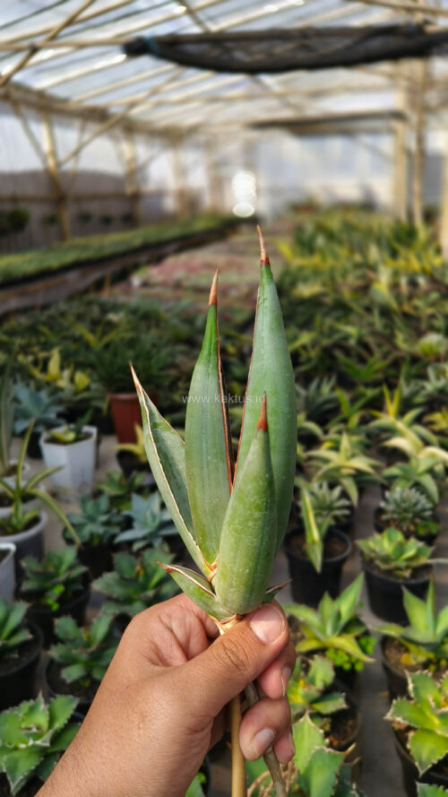 Sansevieria Pinguicula Disticha, real gallery image #8 plants. Picture taken directly from kaktus.id community Sansevieria farmer green houses.