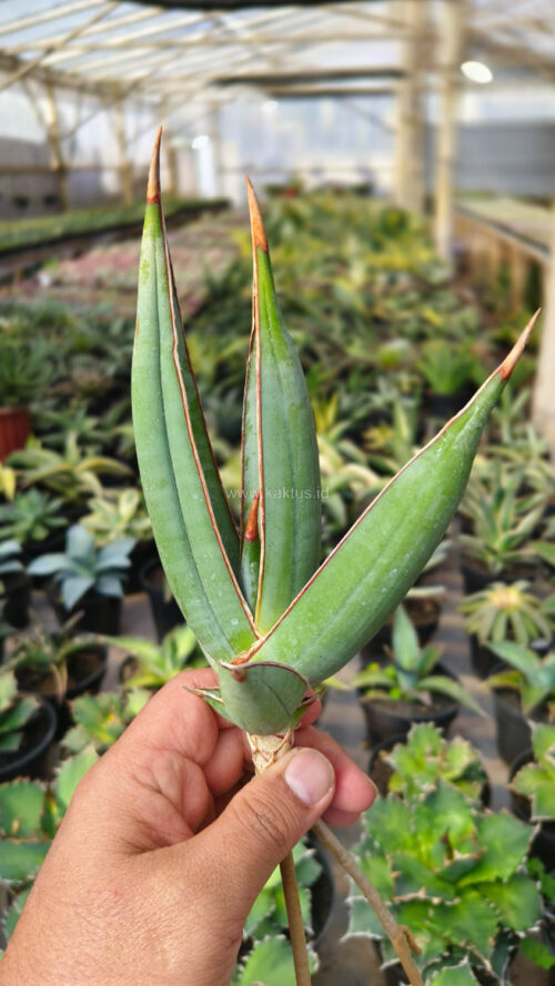 Sansevieria Pinguicula Disticha, real gallery image #2 plants. Picture taken directly from kaktus.id community Sansevieria farmer green houses.