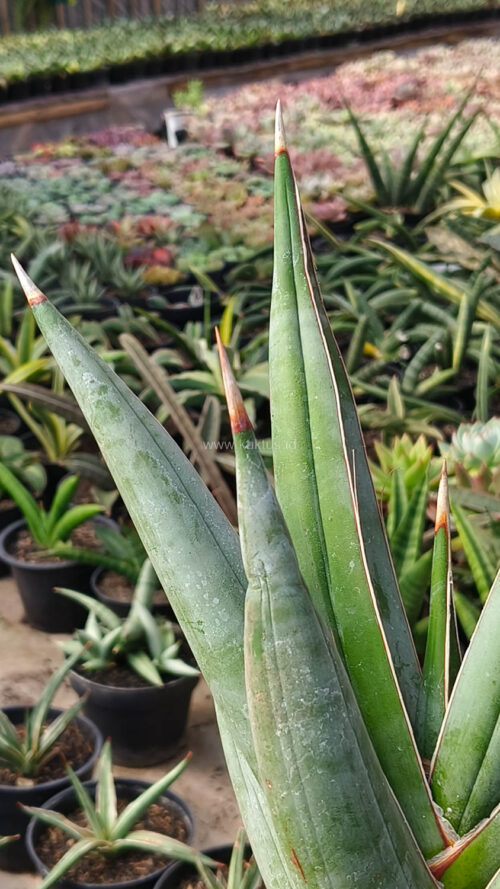 Sansevieria Pinguicula Disticha 30 Cm, real gallery image #1 plants. Picture taken directly from kaktus.id community Sansevieria farmer green houses.