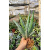 Sansevieria Pinguicula Disticha 30 Cm, real feature image plant. Picture taken directly from kaktus.id community Sansevieria farmer green houses.