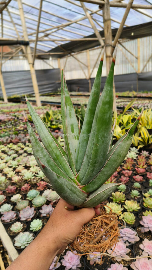 Sansevieria Pinguicula Disticha 30 Cm, real gallery image #3 plants. Picture taken directly from kaktus.id community Sansevieria farmer green houses.