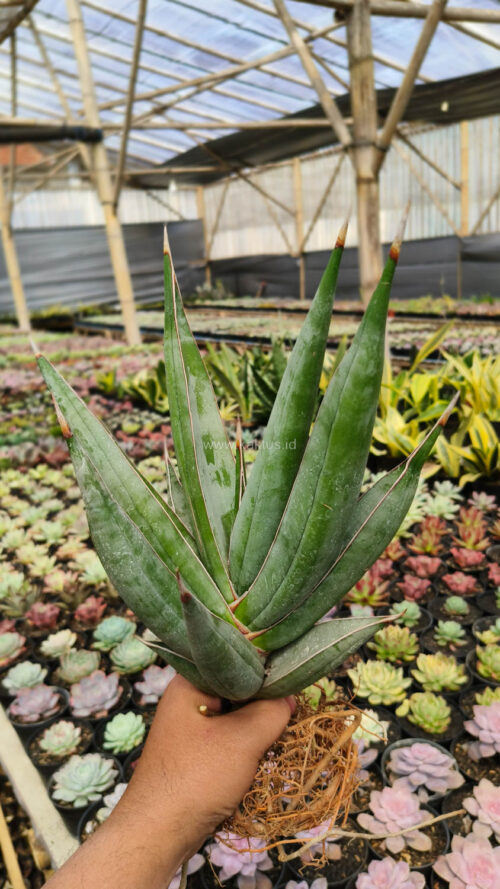 Sansevieria Pinguicula Disticha 30 Cm, real gallery image #4 plants. Picture taken directly from kaktus.id community Sansevieria farmer green houses.