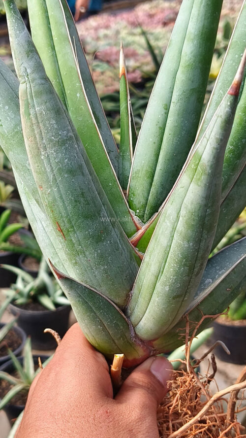 Sansevieria Pinguicula Disticha 30 Cm, real gallery image #2 plants. Picture taken directly from kaktus.id community Sansevieria farmer green houses.