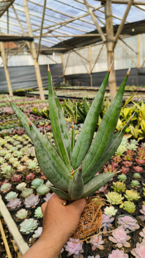 Sansevieria Pinguicula Disticha 30 Cm, real gallery image #5 plants. Picture taken directly from kaktus.id community Sansevieria farmer green houses.