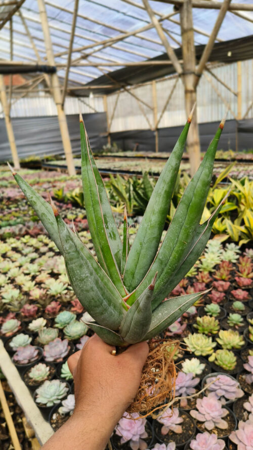 Sansevieria Pinguicula Disticha 30 Cm, real gallery image #6 plants. Picture taken directly from kaktus.id community Sansevieria farmer green houses.
