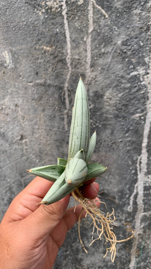 Sansevieria White Rhino, real gallery image #13 plants. Picture taken directly from kaktus.id community Sansevieria farmer green houses.