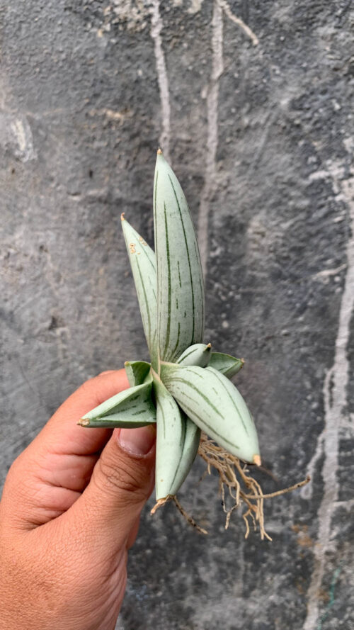Sansevieria White Rhino, real gallery image #14 plants. Picture taken directly from kaktus.id community Sansevieria farmer green houses.