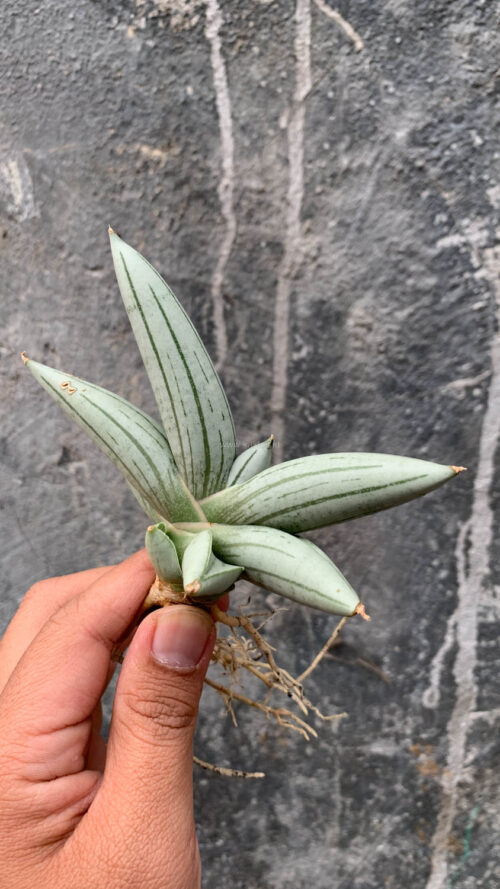 Sansevieria White Rhino, real gallery image #1 plants. Picture taken directly from kaktus.id community Sansevieria farmer green houses.