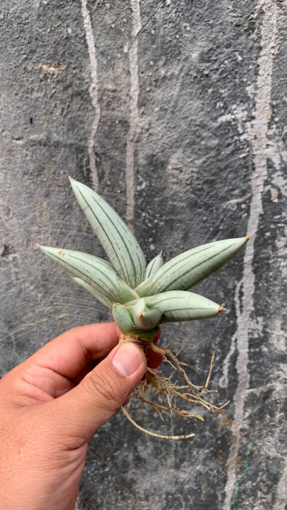 kaktus.id