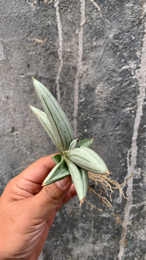 Sansevieria White Rhino, real gallery image #3 plants. Picture taken directly from kaktus.id community Sansevieria farmer green houses.