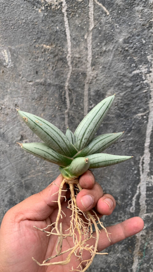 Sansevieria White Rhino, real gallery image #7 plants. Picture taken directly from kaktus.id community Sansevieria farmer green houses.