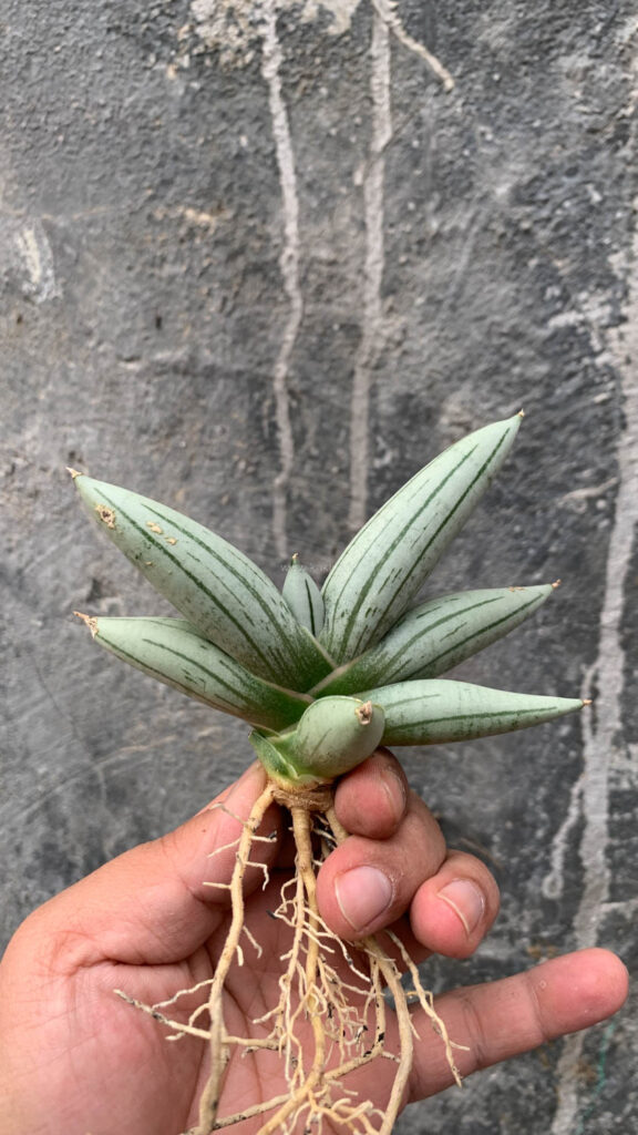kaktus.id