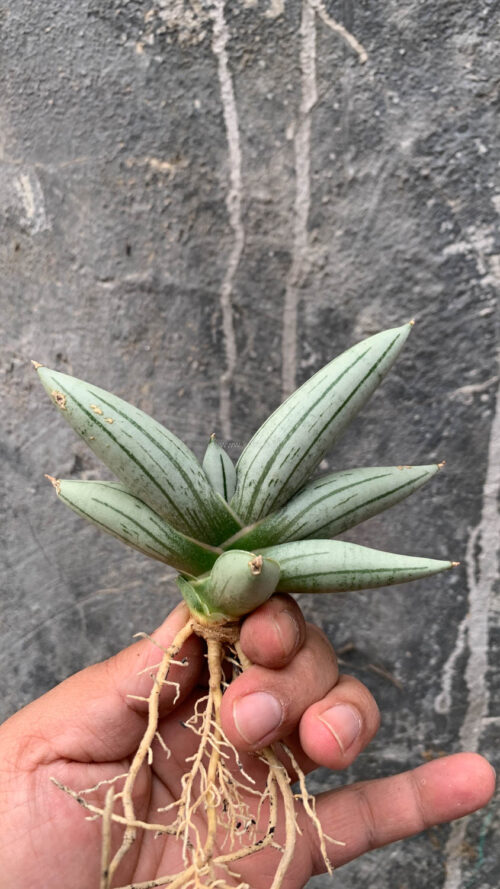 Sansevieria White Rhino, real gallery image #5 plants. Picture taken directly from kaktus.id community Sansevieria farmer green houses.