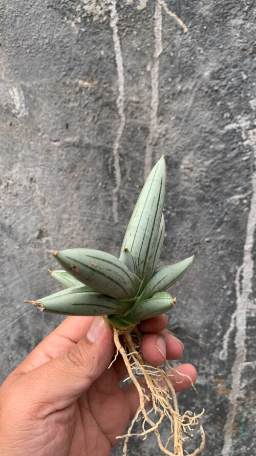 Sansevieria White Rhino, real gallery image #12 plants. Picture taken directly from kaktus.id community Sansevieria farmer green houses.