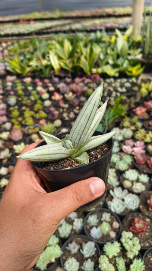 Sansevieria White Rhino, real gallery image #4 plants. Picture taken directly from kaktus.id community Sansevieria farmer green houses.