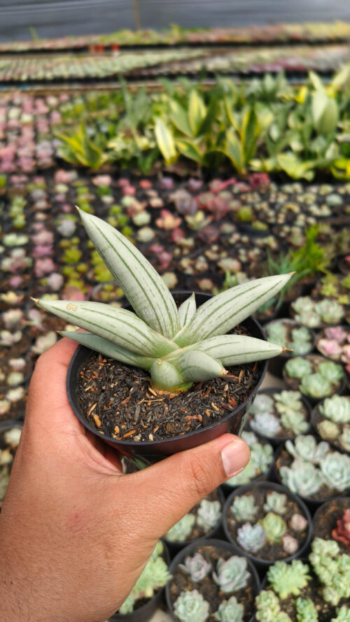 Sansevieria White Rhino, real gallery image #6 plants. Picture taken directly from kaktus.id community Sansevieria farmer green houses.