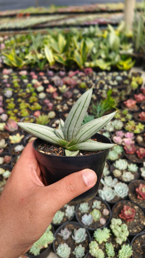 Sansevieria White Rhino, real gallery image #2 plants. Picture taken directly from kaktus.id community Sansevieria farmer green houses.