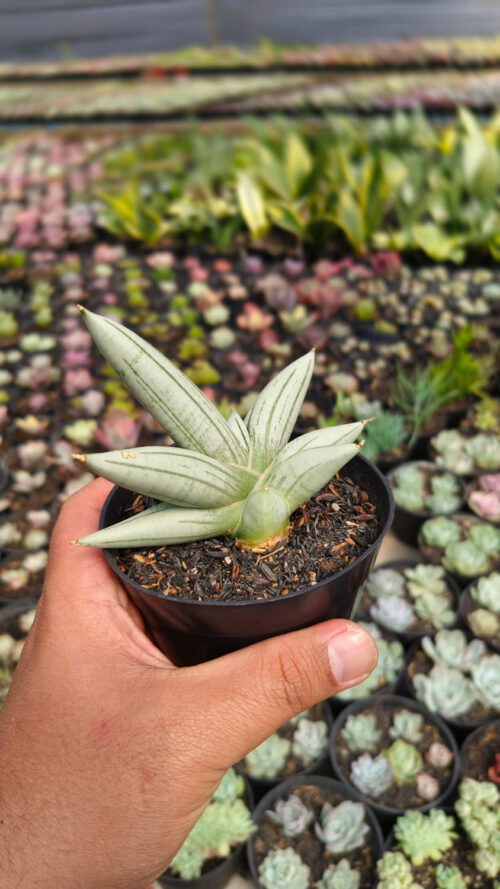 Sansevieria White Rhino, real gallery image #8 plants. Picture taken directly from kaktus.id community Sansevieria farmer green houses.
