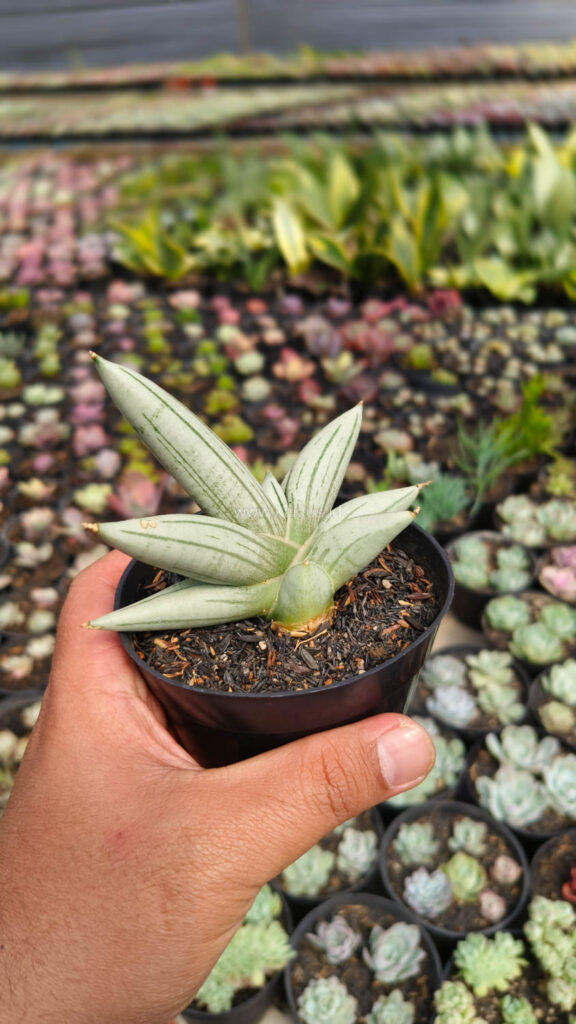 kaktus.id